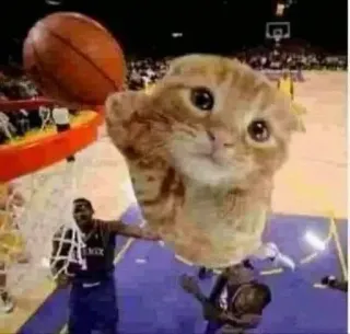 ⛹‍♂ Cat NBA telegram sticker