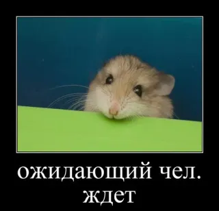 🐹 ожидающий чел. ждет hamster, attente, animal, mignon, animal de compagnie whatsapp sticker