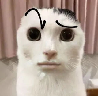 🤨 gatto, divertente, meme, animale telegram sticker