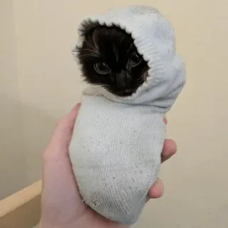🐛 kitten, cat, sock, cute, pet, animal telegram sticker