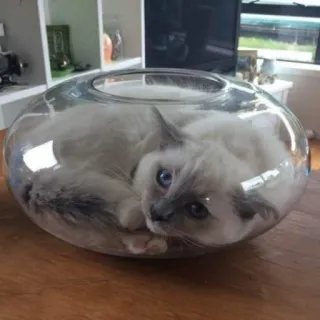 🥺 gato, mascota, animal, gatito, lindo, tazón de vidrio telegram sticker