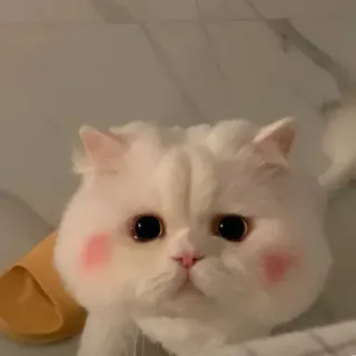 🪐 cat, white cat, cute, pet, animal, fluffy, kitten telegram sticker