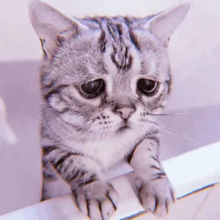 🧁 kot, kociak, smutny, słodki, zwierzę domowe, zwierzę, oczy telegram sticker