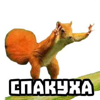 😌 СПАКУХА squirrel, animal, cute telegram sticker