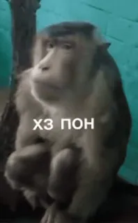 🌟 ХЗ ПОН macaco, animal, meme whatsapp sticker