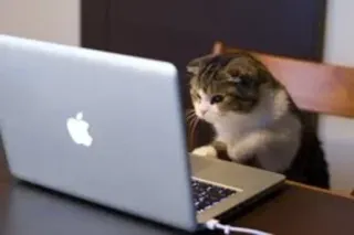 😺 Katze, Laptop, Computer, Tier, Internet, Tippen telegram sticker