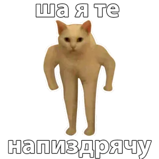 😠 ША Я ТЕ 
НАПИЗДРЯЧУ cat, meme, funny, offensive whatsapp sticker
