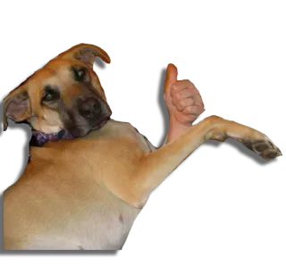 👍 dog, thumbs up, animal, pet, good boy telegram sticker