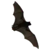 🦇