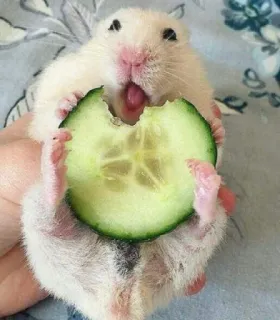 😋 hamster, cucumber, eating, cute, animal telegram sticker