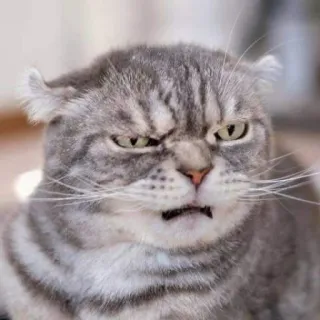 😒 gato, rabugento, animal, fofo, felino, animal de estimação, meme telegram sticker