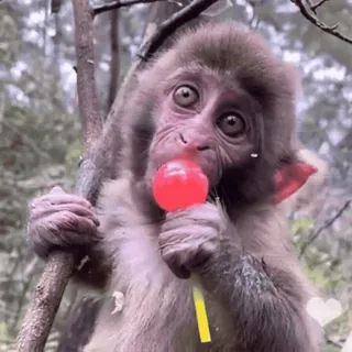 🐵 monkey, animal, lollipop, cute, primate whatsapp sticker