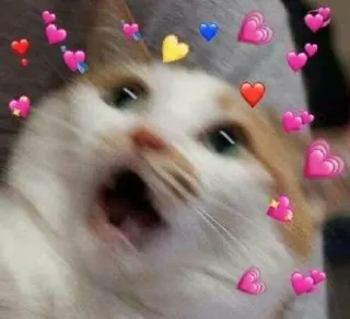 😦 mèo, trái tim, động vật, dễ thương, meme, yêu telegram sticker