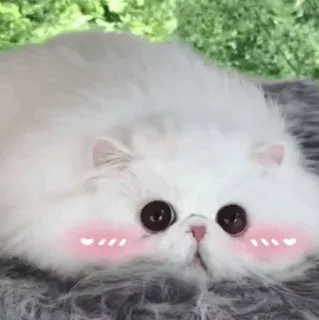 🐱 kucing, lucu, hewan, peliharaan, kawaii, berbulu, stiker, kucing domestik, anak kucing telegram sticker