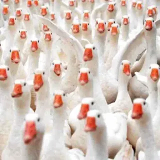 🦆 birds, geese, animals, flock, white whatsapp sticker