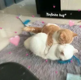 🐱 *infinite hug* кошки, обниматься, любовь, нежность, милые, питомцы, животные telegram sticker