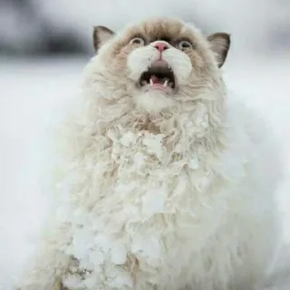 😟 gatto, scioccato, neve, spaventato, carino, animale whatsapp sticker