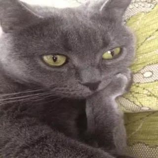 😒 кот, серый кот, думающий, домашнее животное, животное, задумчивый telegram sticker