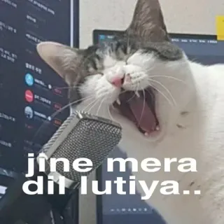 🎤 jine mera dil lutiya.. cat, singing, microphone, meme telegram sticker