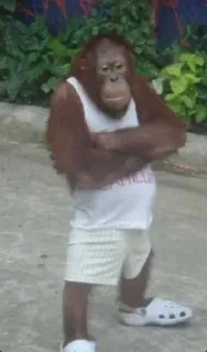 😎 orangutan, małpa, zwierzę, ubranie, zoo, śmieszne telegram sticker