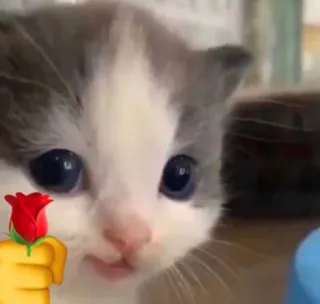 🐱 kätzchen, rose, emoji, katze, süß, tier whatsapp sticker