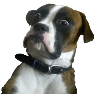😗 hund, boxer, lustig, meme, tier, haustier, albern telegram sticker