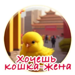 👰 Хочешь кошка-жена птица, желтый, милый, пушистый, цыпленок, котенок, кошка-жена, хочу telegram sticker