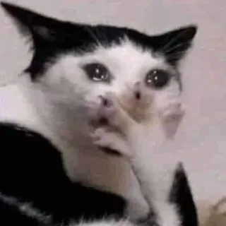 😭 kucing, sedih, meme, menangis, binatang, ekspresi whatsapp sticker