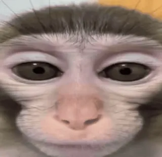 😐 monkey whatsapp sticker