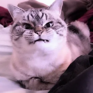🐈 cat, funny, angry, animal, pet, feline telegram sticker