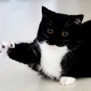 🐾 Katze, Schwarzweiß, Haustier, Tier, süß, häuslich, Kätzchen telegram sticker