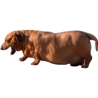 😢 cane, bassotto, animale, animale domestico, cane salsiccia telegram sticker