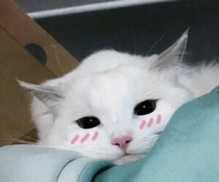 👀 고양이, 새끼 고양이, 귀여운, 흰색, 애완 동물, 동물, 가정적인 telegram sticker