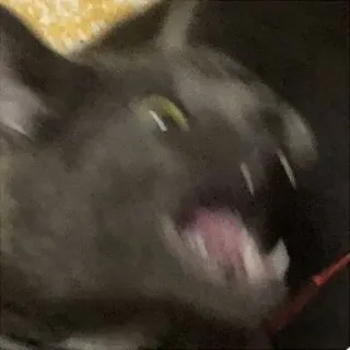 😾 cat, animal, pet, funny, meme whatsapp sticker