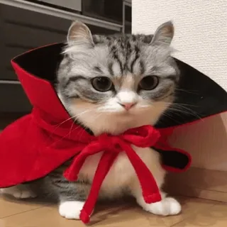 🧛‍♂️ chat, chaton, animal de compagnie, animal, mignon, cape rouge, nœud telegram sticker
