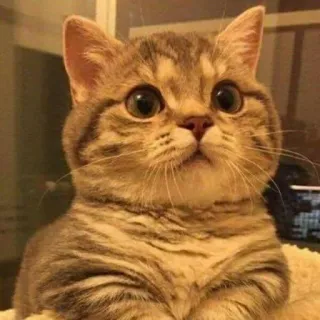 😺 chat, animal, animal de compagnie, mignon, chaton, domestique telegram sticker