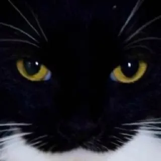 😏 cat, animal, pet, eyes, black and white whatsapp sticker