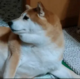 🐕 개, 시바견, 애완동물, 동물 whatsapp sticker