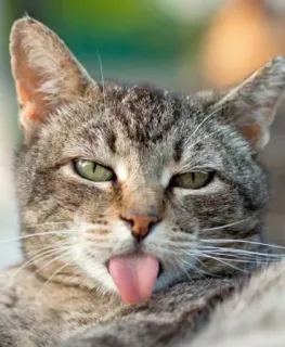 😛 cat, animal, tongue, funny, sticker, meme telegram sticker