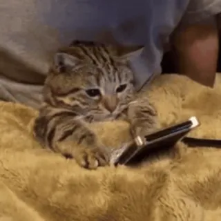 ☹ kot, kociak, słodki, zwierzę, zwierzak, bawiący się, telefon, relaks telegram sticker