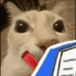 🗒️ cat, writing, animal, pet, cute, funny telegram sticker