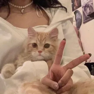 🌟 Katze, süß, Haustier, Tier, Friedenszeichen telegram sticker