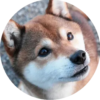 😐 犬, 柴犬, ペット, 動物, かわいい, ステッカー telegram sticker