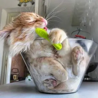 🍑 cat, kitten, animal, pet, funny, cute, bowl, playing telegram sticker