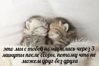 🤍 это мы с тобой помирились через 3
минуты после ссоры, потому что не
можем друг без друга gatinhos, gatos, reconciliação, amizade, fofo, animais telegram sticker