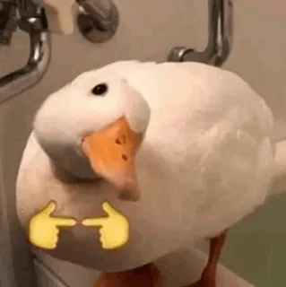 🧈 canard, animal, mème, timide telegram sticker