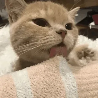 👅 Katze, lecken, Tier, Haustier, Hauskatze telegram sticker