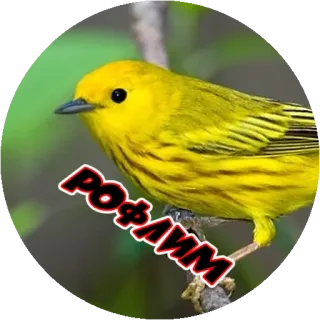 😁 РОФЛИМ vogel, geel, wilde dieren, natuur telegram sticker