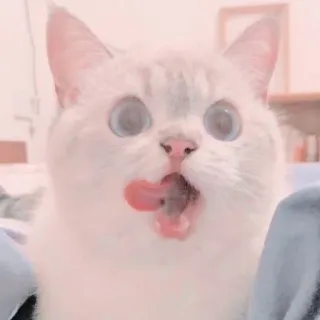 🐱 kucing, imut, hewan, peliharaan, lucu, anak kucing, kucing putih, menjilat whatsapp sticker