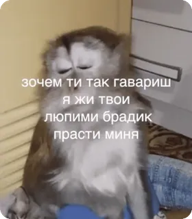 😭 зочем ти так гавариш
я жи твои
люпими брадик
прасти миня scimmia, carino, triste, scuse, meme whatsapp sticker